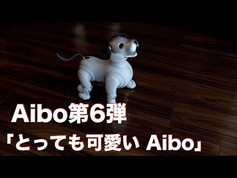 Aibo 第6弾 とっても可愛いaibo Youtube