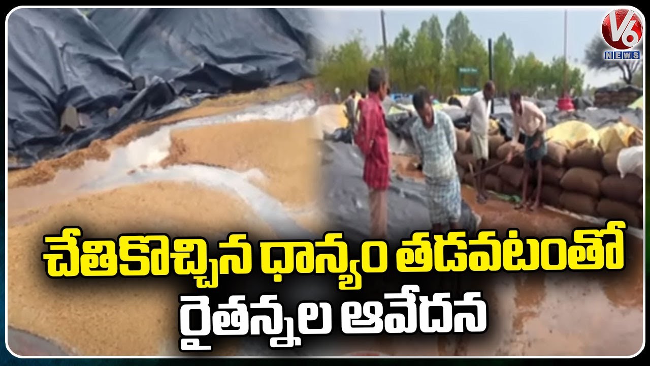 Farmers Worried Due To Wet Grains Because Heavy Rain In Warangal | V6 ...
