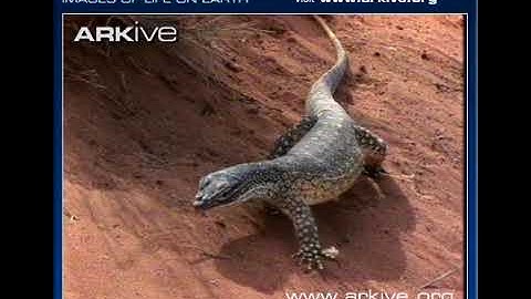 ARKive video 12FD63E4 C208 4A94 B649 2146FD0676EF