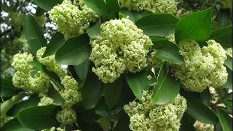 Hà Nội Mùa Hoa Sữa - Lê Tiến Ngọc Nhạc Hay Về Hà Nội