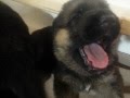 19 Day Old German Shepherd Puppies Walking and Playing