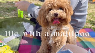 Life with a Maltipoo  First train ride, walk at the park, picnic day