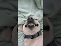 He gets his adorable (not creepy at all) smile from his bff!