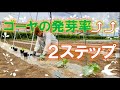 【播種】白ゴーヤ・緑肥（ヘアリーベッチ・クロタラリア）【定植】きゅうり・ヘチマ・ミニかぼちゃ【土作り】耕耘・緑肥播種【圃場整備】刈り払い・生垣刈り込み【生育報告】ズッキーニ・トマト・ミニかぼちゃ等