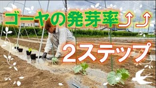 【播種】白ゴーヤ・緑肥（ヘアリーベッチ・クロタラリア）【定植】きゅうり・ヘチマ・ミニかぼちゃ【土作り】耕耘・緑肥播種【圃場整備】刈り払い・生垣刈り込み【生育報告】ズッキーニ・トマト・ミニかぼちゃ等