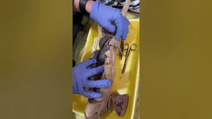 Olivia Parry- Pig Digestive System Dissection