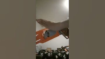 Nerf Accustrike Alphahawk reload