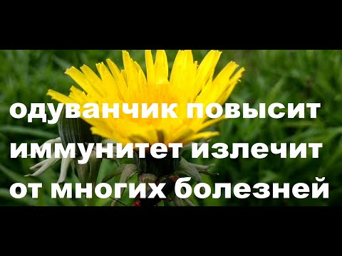 ОДУВАНЧИК ПОВЫСИТ ИММУНИТЕТ ИЗЛЕЧИТ ОТ МНОГИХ БОЛЕЗНЕЙ рецепты настоек и салатов dandelion immunity