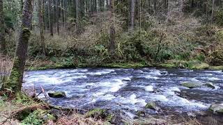 Unwind With Soothing Stream Sounds #riversounds #watersounds #relax #naturesounds