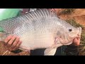 HAJA CORAÇÃO! SÓ BATEU TILÁPIA E PIAU GIGANTE NESSA PESCARIA!