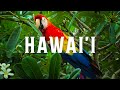 Hawaii in 8K | HDR 60FPS