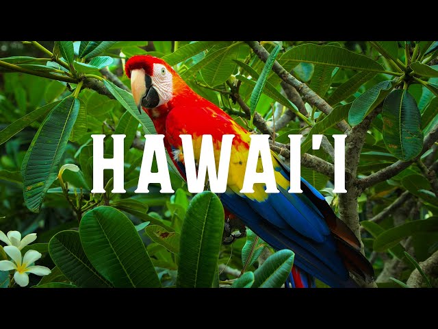 Hawaii in 8K | HDR 60FPS class=