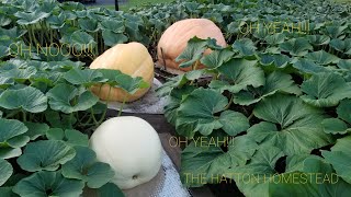 August 6th, 2022 Giant Pumpkin Patch Update