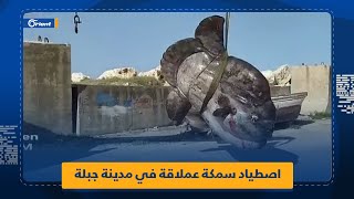 يتجاوز وزنها طنّاً واحداً.. صيادون يصطادون سمكة القمر العملاقة في مدينة #جبلة السورية