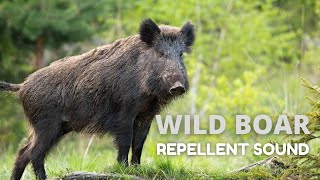 Wild Boar Repellent Sound