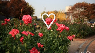 ايات من سورة الزمر (بصوت ادهم النابلسي) 💕                 الوصف ☺️👇🏻