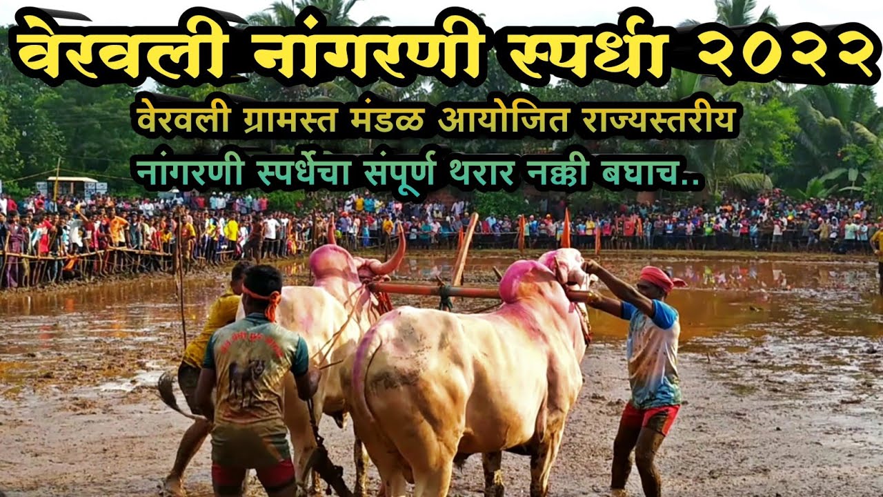 Indian Bull Race Veravli - YouTube