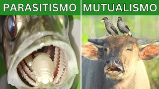 Symbiosis, mutualism, parasitism, commensalism and predation (Explanation and examples) 🦏🐦 by Lifeder Educación 38,788 views 1 year ago 8 minutes, 29 seconds