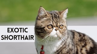 Exotic Shorthair - Most AFFECTIONATE Cat Breed by Animal Life 88 views 3 months ago 5 minutes, 7 seconds