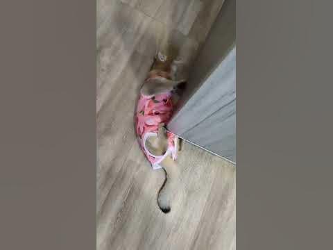 Элис и попона . Смирительная рубашка для кошки - YouTube