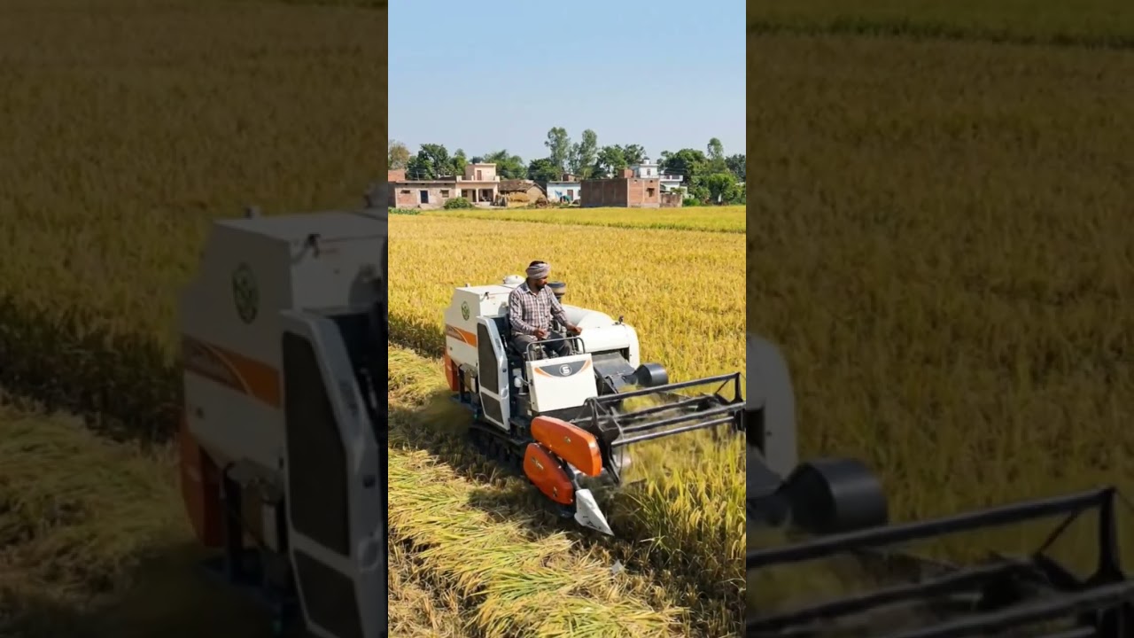 Paddy Harvesting with Modern Machine | Fast & Efficient Farming