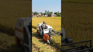 Paddy Harvesting with Modern Machine | Fast &amp; Efficient Farming