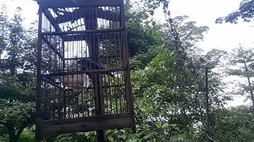 suara ORI rambatan paru Merah cocok buat pikat maupun masteran terbukti ampuh anti zonk