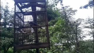 suara ORI rambatan paru Merah cocok buat pikat maupun masteran terbukti ampuh anti zonk