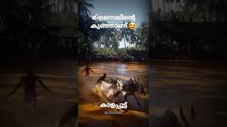 കാളപ്പൂട്ട് മലപ്പുറം Cattle Race Kerala
