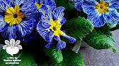 バラ咲きプリムラジュリアン花がら摘みのやり方 花ズバっ 46旬の花とその使いかた紹介 花創人ガーデニング教室 Youtube バラ咲きプリムラジュリアン花がら摘みのやり方 花ズバっ 46旬の花とその使いかた紹介 花創人ガーデニング教室 Youtube