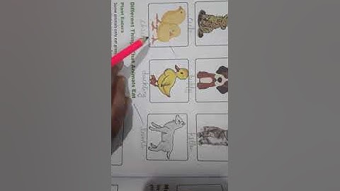 EVS Ch-8 Animals around us