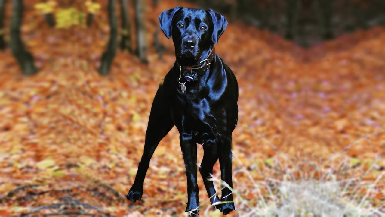 Gran danes cachorros