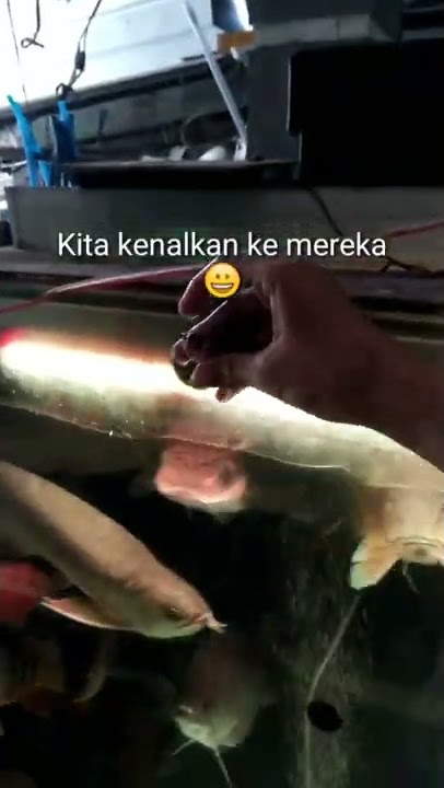 Ikan mati bisa hidup lagi mendarah daging #ikanhias #aquarium #aquascape #ikan #ikankoki