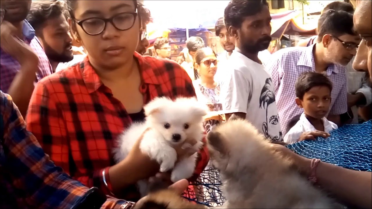 puppy paradise People Get Their Favourite Puppy At Galiff Street Kolkata