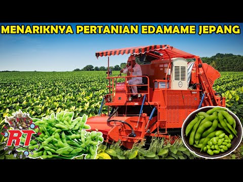 BEGINI CARA PERTANIAN EDAMAME KEDELAI TERBAIK JEPANG DITANAM DAN DIPELIHARA