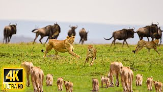 African Wildlife 4K: Mara Naboisho Conservancy | Big five | Lion King Kingdom - Scenic Wildlife Film