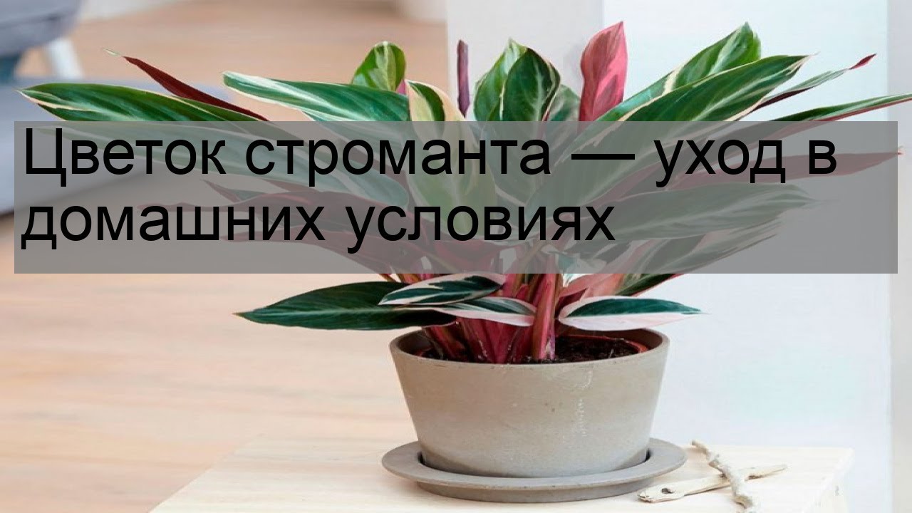 Грунт для строманты. Строманта марун. Строманта Триколор. Строманта грунт. Строманта корни.