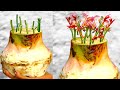 How To Grow Rose Plant From Cutting In Banana Tree Husk Full Video