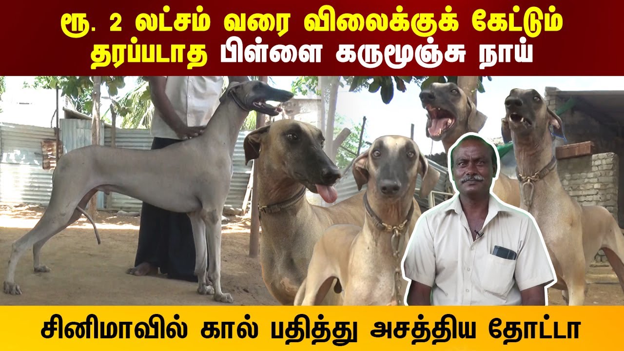 2 லட்சம்  வரை விலைக்கு கேட்டும் தரப்படாத பிள்ளை கருமுஞ்சி நாய் | Indian Dog Breed
