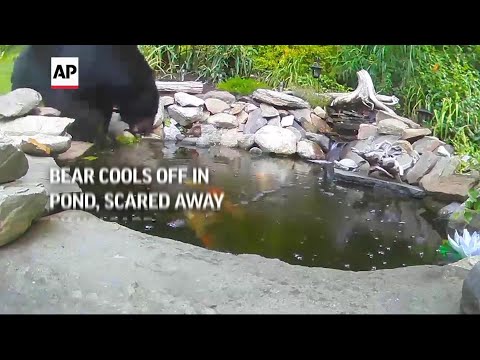 Bear cools off in pond, scared away by koi carp