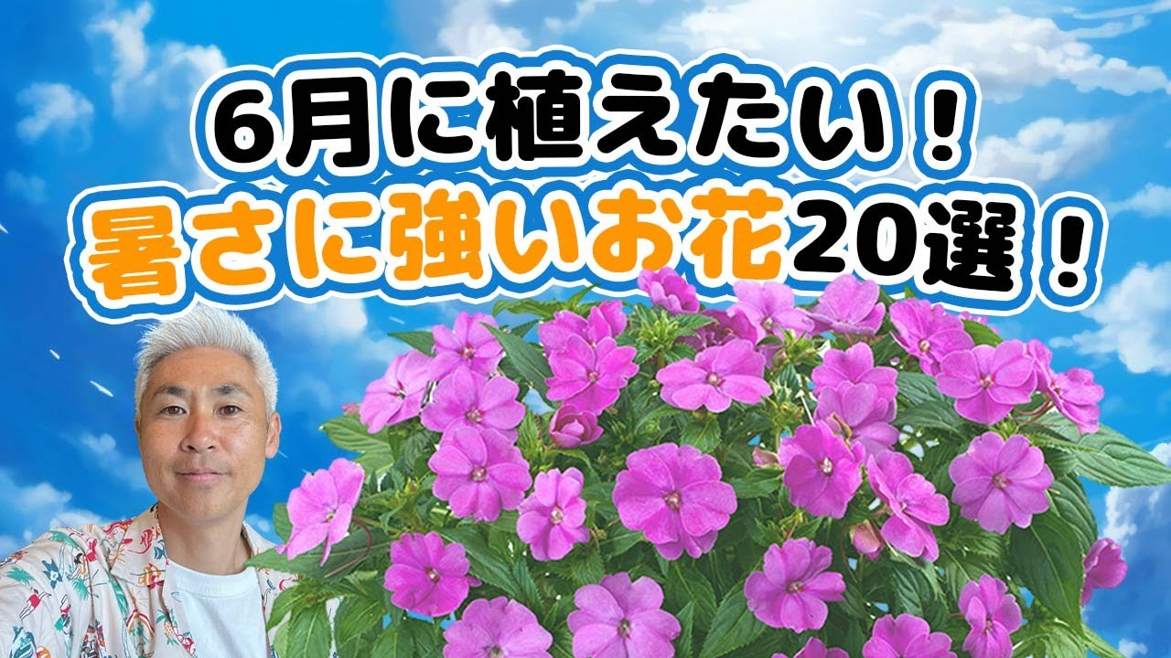 20 heat-resistant flowers to plant in June! - YouTube