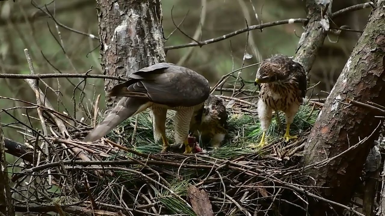 참매 각종 새들을 열심히 잡아다 새끼에게 먹임니다.