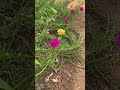 #nature #garden #สวน #เกษตรผสมผสาน #ฝนตก #เกษตรพอเพียง #farming #gardening #嗡嗡嗡 #gardeningideas