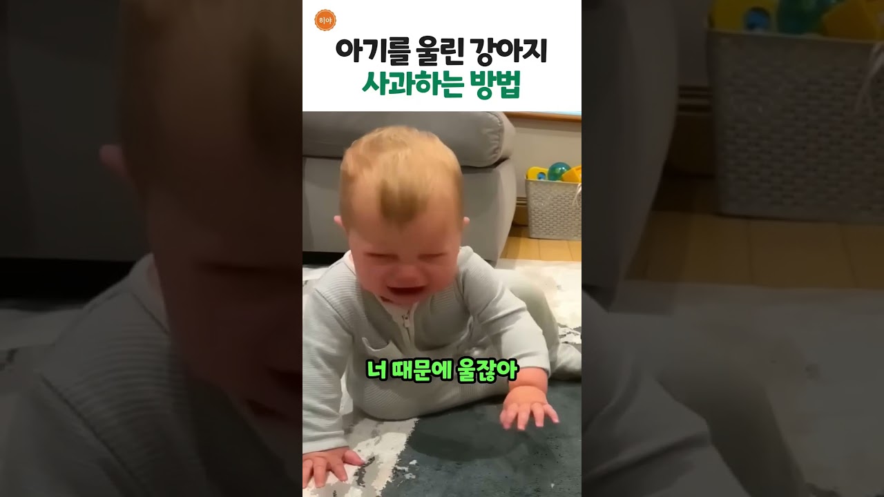 아기를 울린 강아지 사과하는 방법