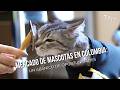 Mercado de mascotas en Colombia: un abanico de oportunidades - TvAgro por Juan Gonzalo Angel