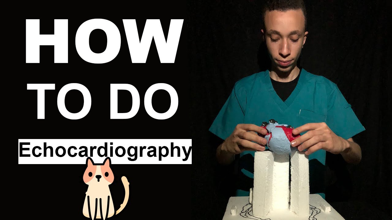 How To do an Echocardiography For A Small Animal YouTube