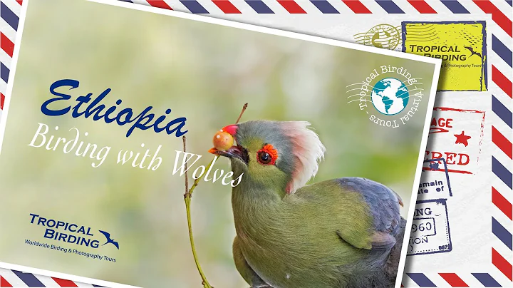 Tropical Birding Virtual Birding Tour of Ethiopia ...