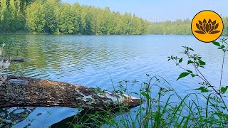 Birdsong and wind noise on the lake, 1 hour of relaxation to the sounds of nature. by Valley of Dreams 299 views 10 months ago 1 hour, 30 minutes