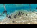 Sharm El Sheikh - Underwater View of Labranda Tower Bay Hotel Dock