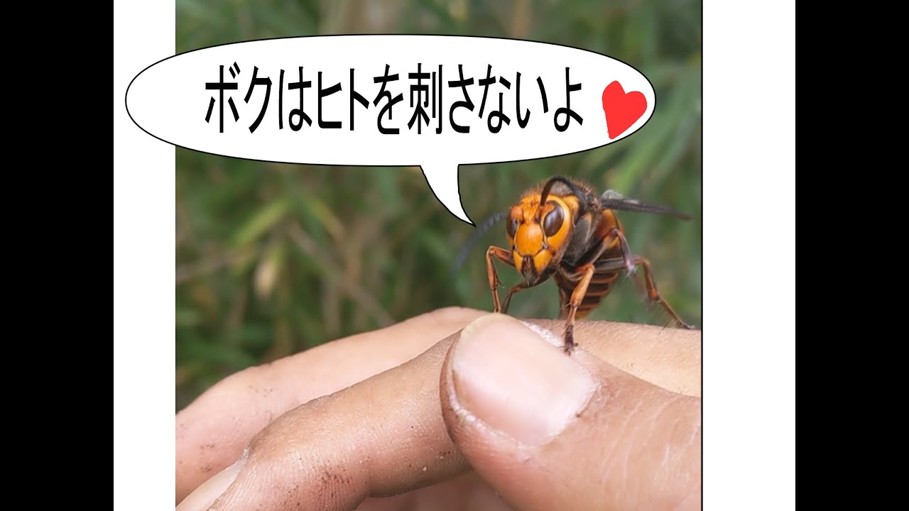 日本人の養蜂家がアメリカ人にオオスズメバチの生態を教えてみる Youtube